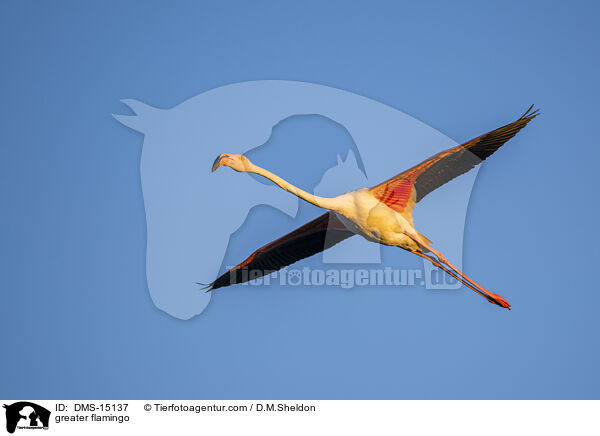 Rosaflamingo / greater flamingo / DMS-15137