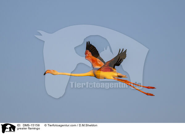 Rosaflamingo / greater flamingo / DMS-15158