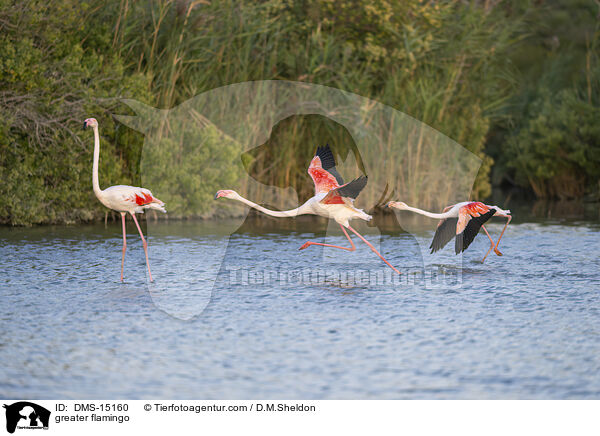 Rosaflamingo / greater flamingo / DMS-15160