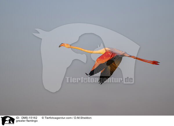 Rosaflamingo / greater flamingo / DMS-15162