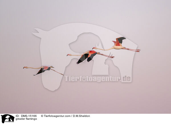 Rosaflamingo / greater flamingo / DMS-15166