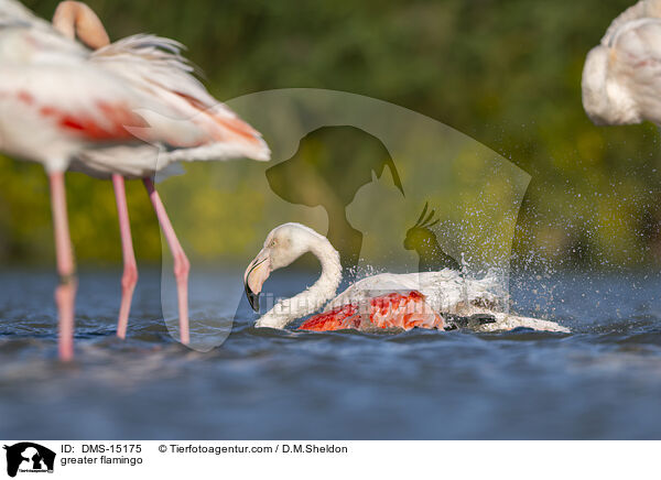 Rosaflamingo / greater flamingo / DMS-15175