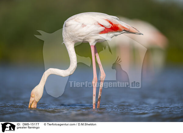Rosaflamingo / greater flamingo / DMS-15177