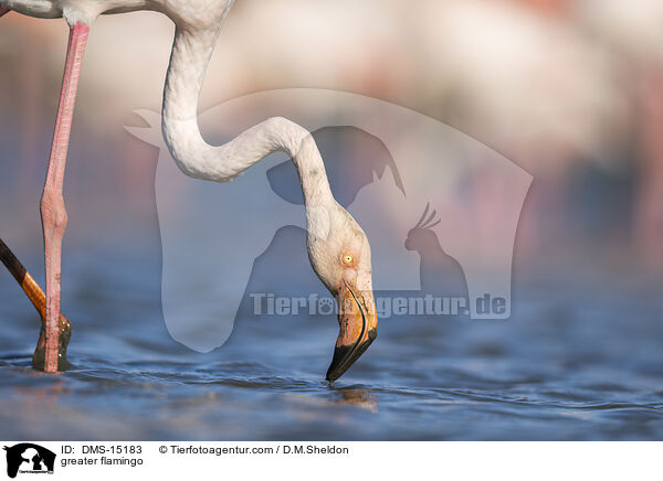 Rosaflamingo / greater flamingo / DMS-15183