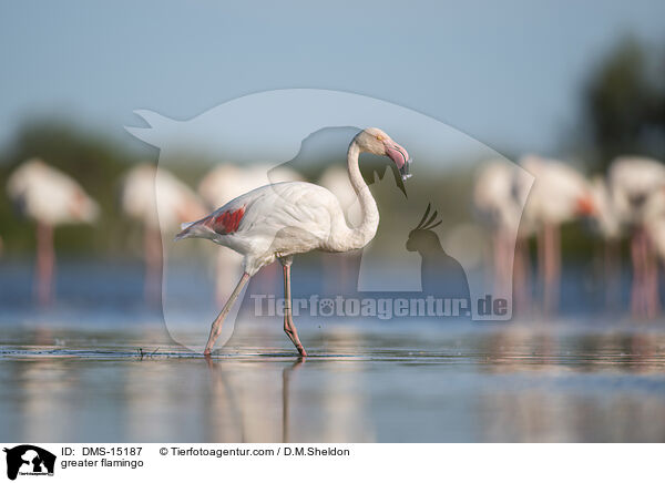 Rosaflamingo / greater flamingo / DMS-15187