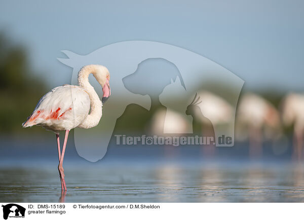 Rosaflamingo / greater flamingo / DMS-15189