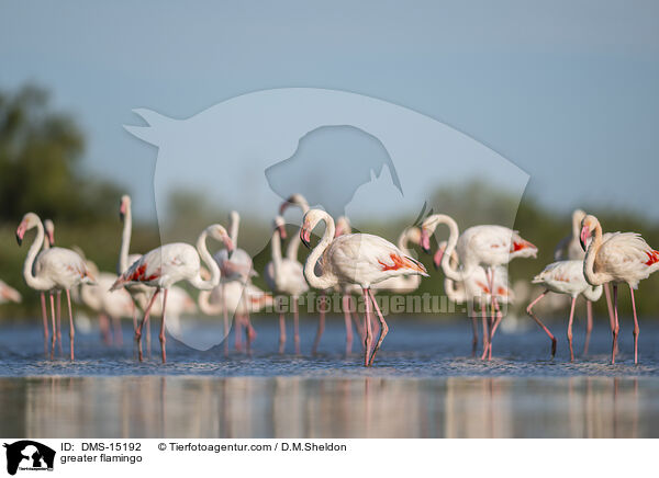 Rosaflamingo / greater flamingo / DMS-15192