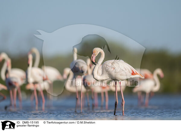 Rosaflamingo / greater flamingo / DMS-15195