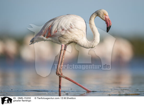 Rosaflamingo / greater flamingo / DMS-15200
