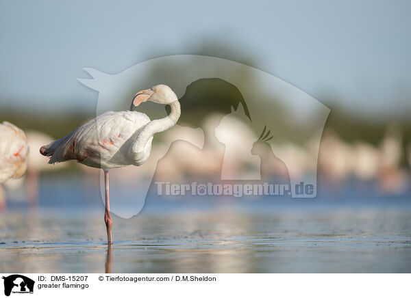 Rosaflamingo / greater flamingo / DMS-15207