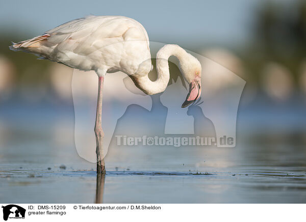 Rosaflamingo / greater flamingo / DMS-15209