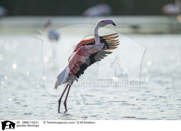 Rosaflamingo / greater flamingo / DMS-15221
