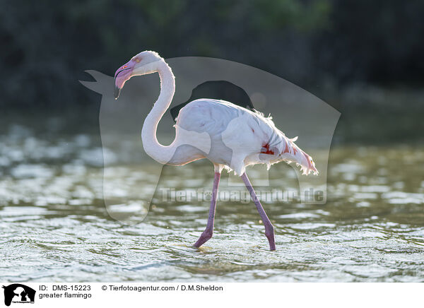 Rosaflamingo / greater flamingo / DMS-15223