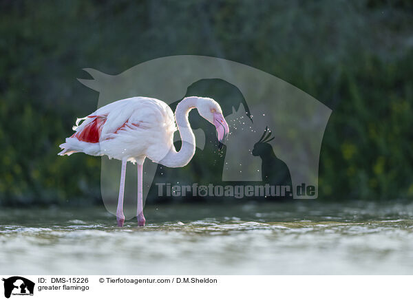 Rosaflamingo / greater flamingo / DMS-15226