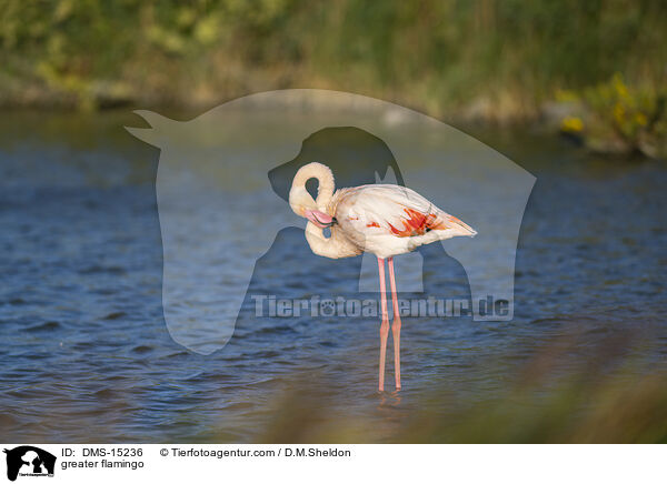 Rosaflamingo / greater flamingo / DMS-15236