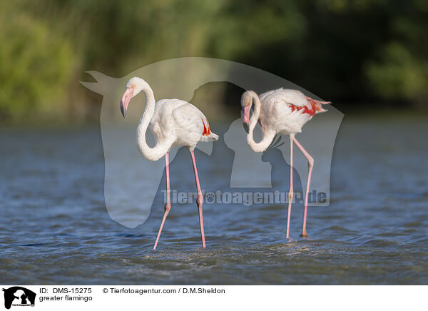 Rosaflamingo / greater flamingo / DMS-15275
