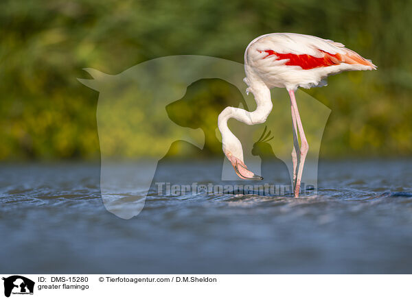 Rosaflamingo / greater flamingo / DMS-15280