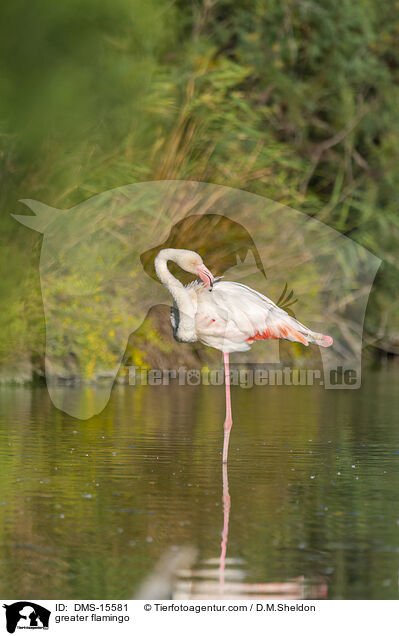 Rosaflamingo / greater flamingo / DMS-15581