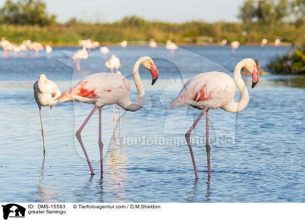 Rosaflamingo / greater flamingo / DMS-15583