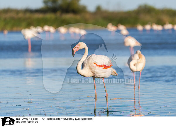 Rosaflamingo / greater flamingo / DMS-15585