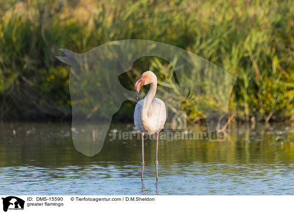 Rosaflamingo / greater flamingo / DMS-15590