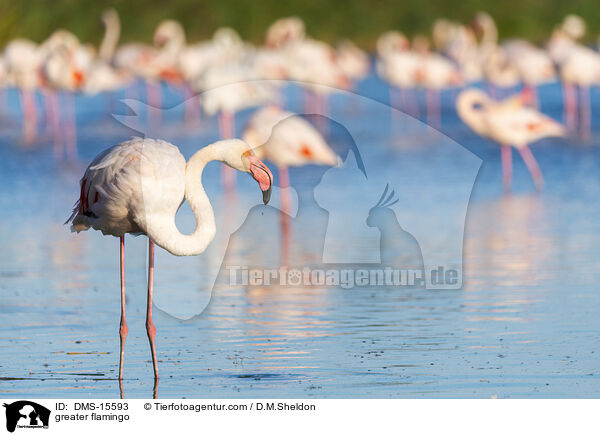 Rosaflamingo / greater flamingo / DMS-15593