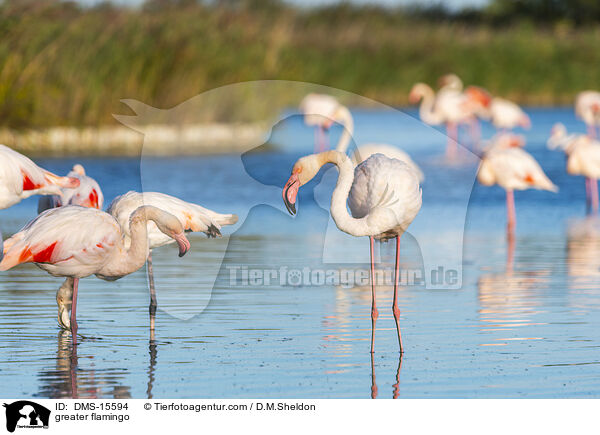 Rosaflamingo / greater flamingo / DMS-15594