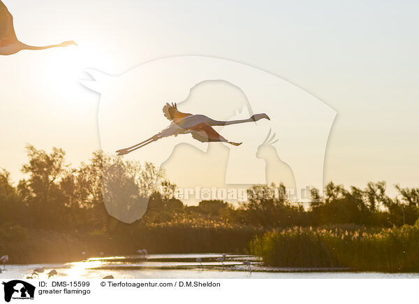 Rosaflamingo / greater flamingo / DMS-15599