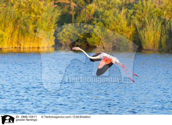 greater flamingo / DMS-15611