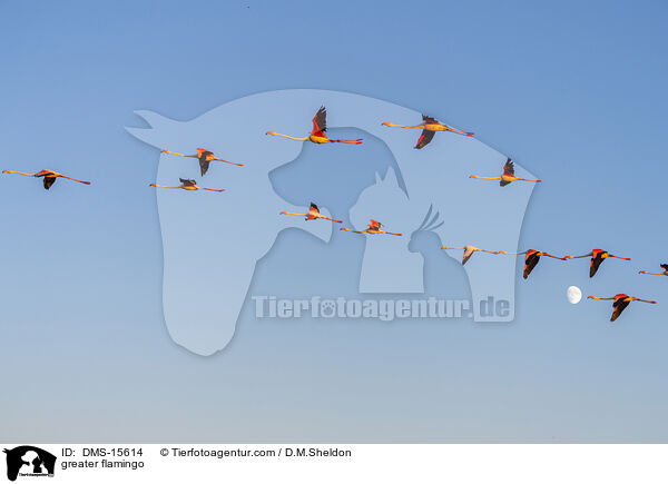 Rosaflamingo / greater flamingo / DMS-15614