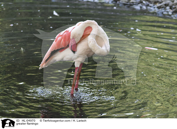 Rosaflamingo / greater flamingo / HL-04970