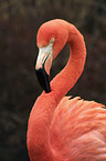 greater flamingo