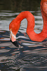 greater flamingo