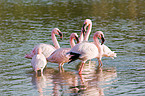 greater flamingos