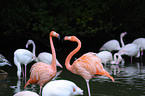 greater flamingos