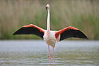 greater flamingo