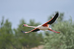 greater flamingo