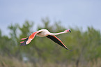 greater flamingo