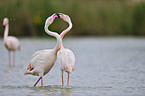 greater flamingos