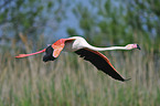 greater flamingo