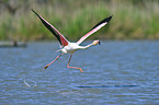 greater flamingo