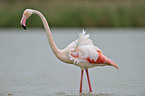 greater flamingo