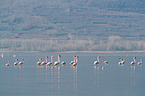greater flamingos