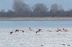 greater flamingos