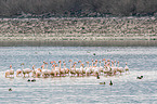 greater flamingos