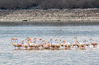 greater flamingos