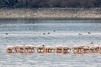 greater flamingos