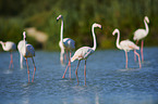 Greater Flamingos