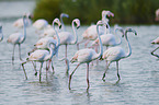 Greater Flamingos