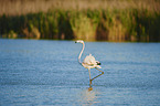 Greater Flamingo